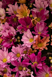 Similar image 22637091