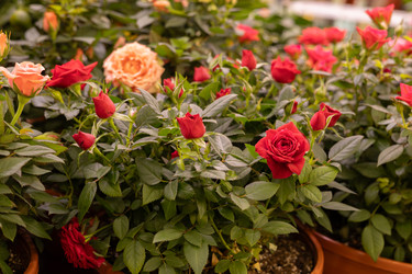 Similar image 22637135