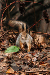 Similar image 22636100