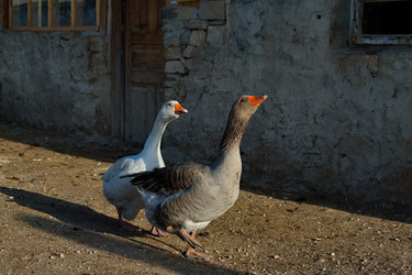 Similar image 22636303