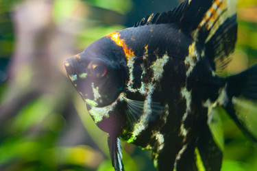 Similar image 22636385