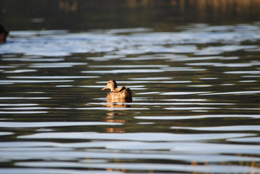 Similar image 22640872