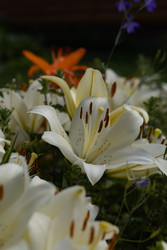 Similar image 22641691