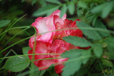 Similar image 22642691