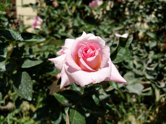 Similar image 22698032