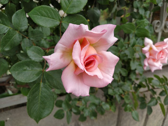 Similar image 22699100