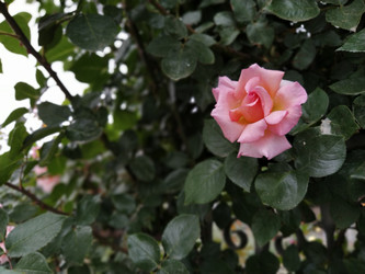 Similar image 22700091