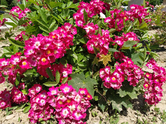 Similar image 22700999