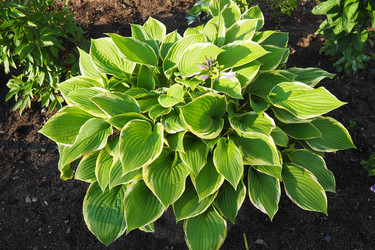 Хоста подорожниковая (Hosta plantaginea), или августовская лилия, — вид цветковых растений из семейства спаржевых (Asparagaceae). Цветущие кусты хосты — декоративное растение для ландшафтного дизайна и оформления садов - Karjalainen