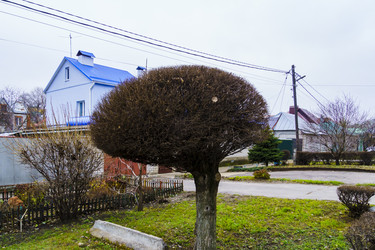 Городской пейзаж. Дерево в частном секторе. г. Воронеж - kasbes