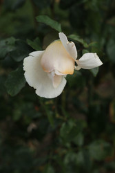 Similar image 22769839