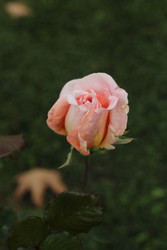 Similar image 22769852