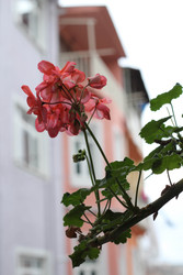 Similar image 22769866