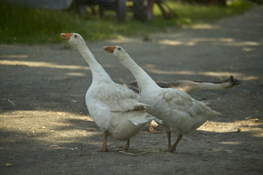 Similar image 22756336