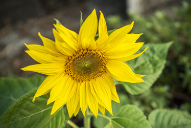 Similar image 22750143