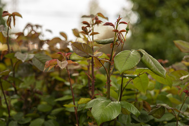 Similar image 22750409