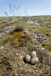 Similar image 22664961