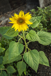 Similar image 22663355