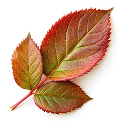 Similar image 22661509