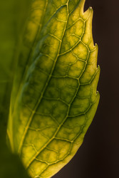 Similar image 22662552