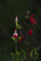 Similar image 22661060