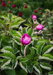 Similar image 22725132