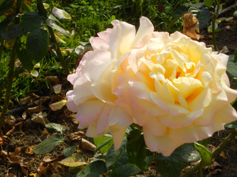 Similar image 22666293