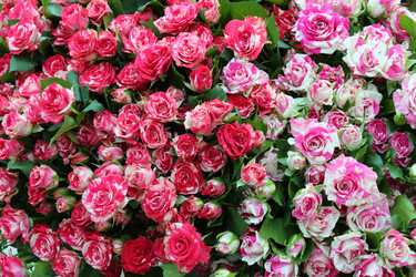 Similar image 22714710