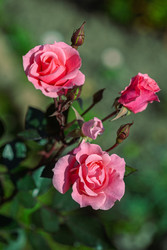 Similar image 22717553