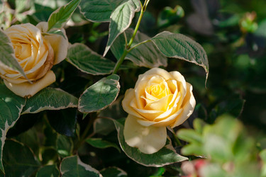 Similar image 22717575