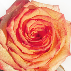Similar image 22692702