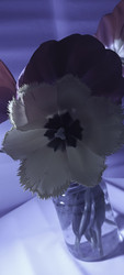 Similar image 22735358