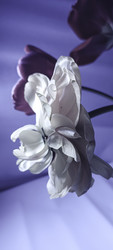 Similar image 22735386