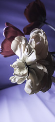 Similar image 22735426