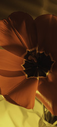 Similar image 22735432