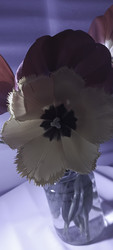 Similar image 22735434