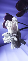 Similar image 22735452