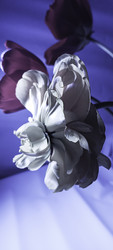Similar image 22735455