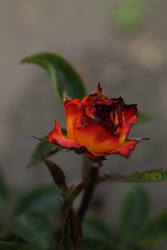 Similar image 22717910