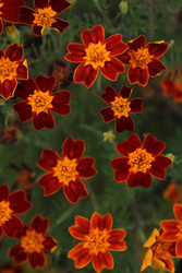 Similar image 22717911