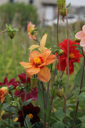 Similar image 22717913