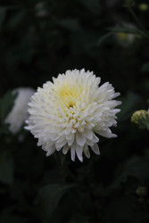 Similar image 22717936
