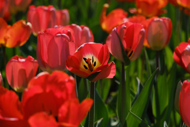 Similar image 22720261