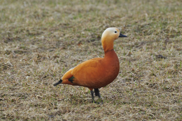 Similar image 22738921