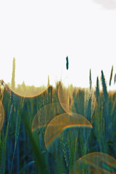 Similar image 22730103