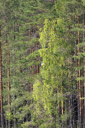 Similar image 22736364