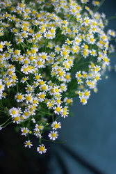 Similar image 22738111