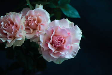 Similar image 22738119