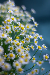 Similar image 22738134