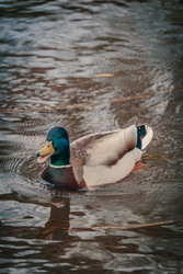 Similar image 22738805